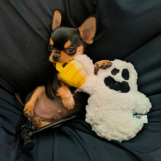 👻 Bark Sheet Faced Ghost Plush Dog Toy