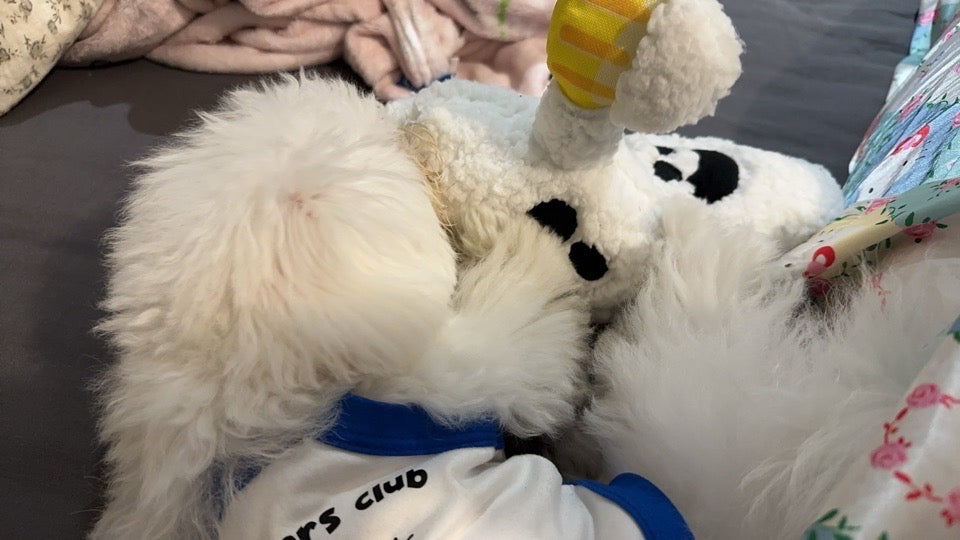 👻 Bark Sheet Faced Ghost Plush Dog Toy