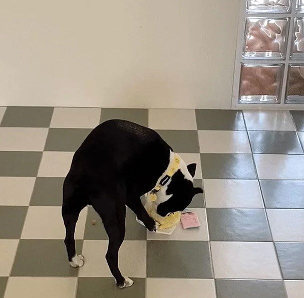π Smile Cake Nosework Toy