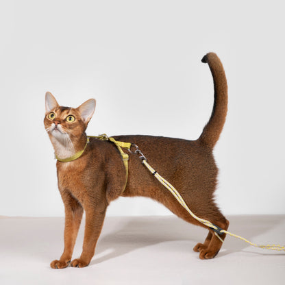 BOBO Series Freedom Exploration Cat H-Shape Harness and Leash Set [Pomelo Yellow]