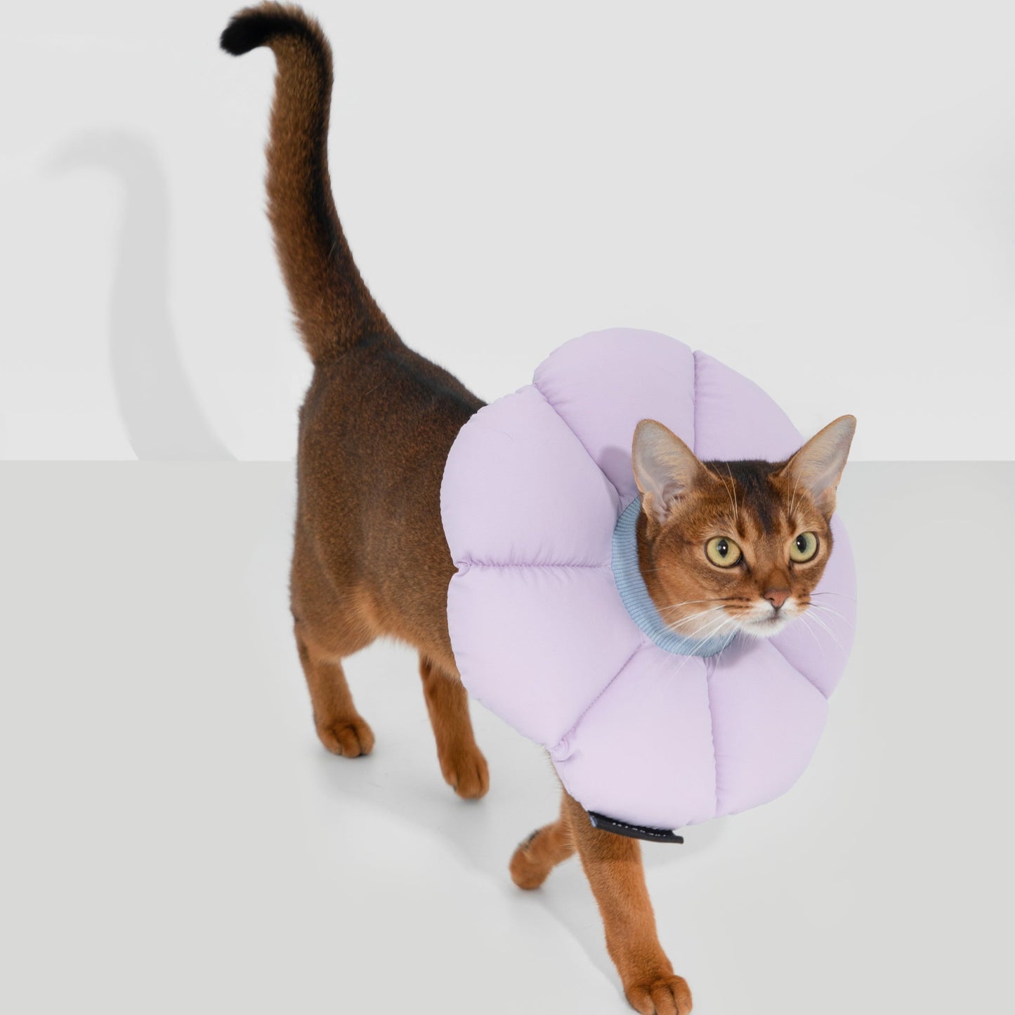 Flower Shaped Elizabethan Rings Dog & Cat Recovery Collar [Vine purple]