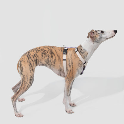 Valley Series Dog H-shaped Harness & Leash Set [Milk Brown with Purple]