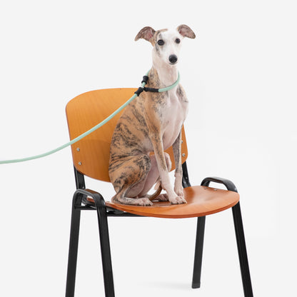 BOBO Series Leather Handle Integrated One Piece Dog Training P Rope [Spruce Green]