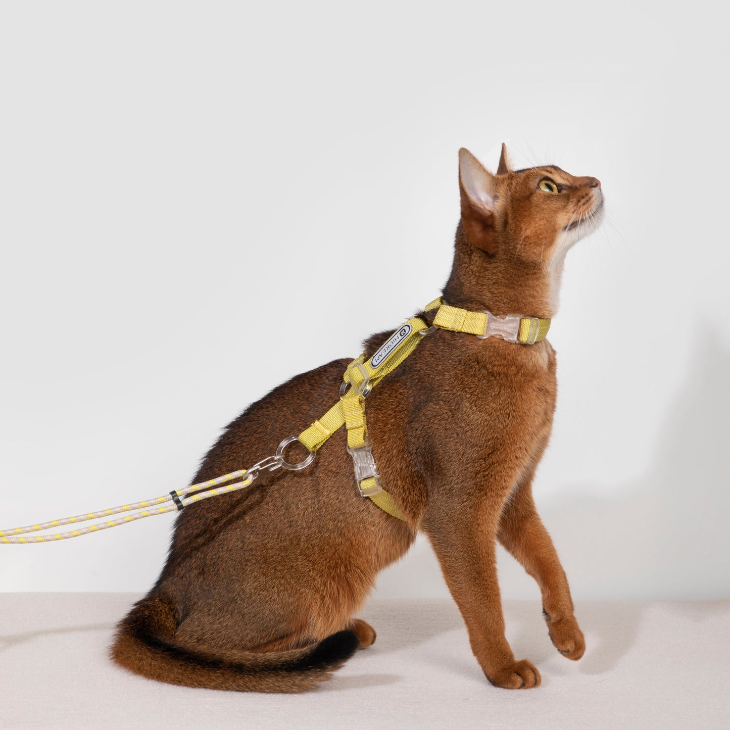 BOBO Series Freedom Exploration Cat H-Shape Harness and Leash Set [Pomelo Yellow]