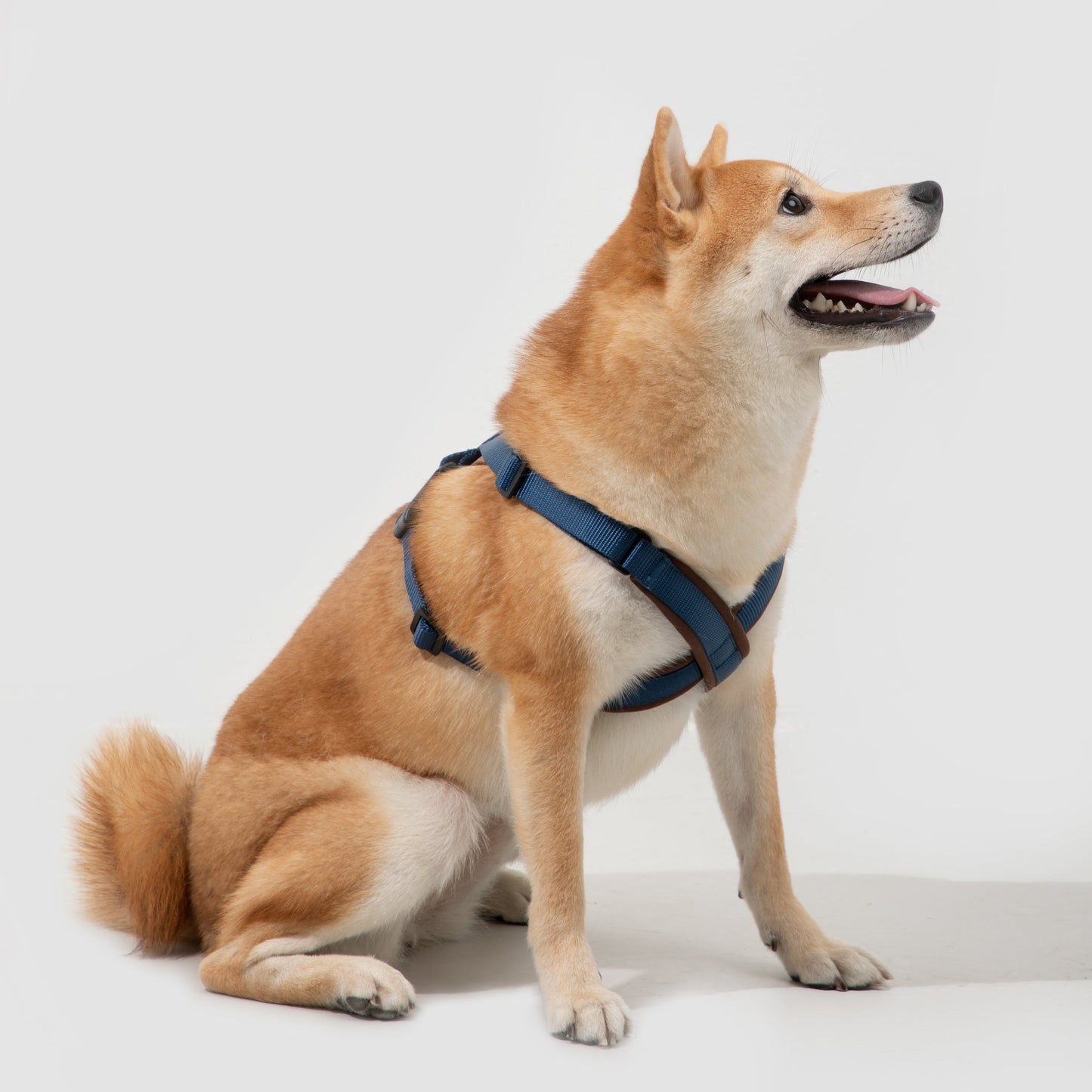 BOBO Series Leather X-shape Dog Harness [Cloud Mountain Blue]