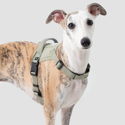 Valley Series Quick Fit No-Pull Dog Harness [Olive Green]