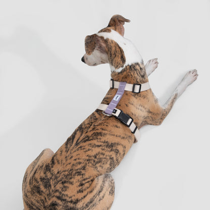 Valley Series Dog H-shaped Harness & Leash Set [Milk Brown with Purple]