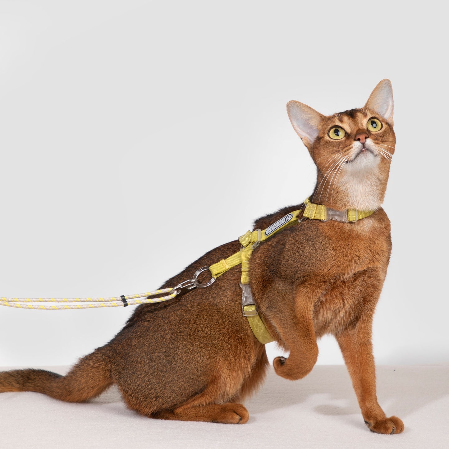 BOBO Series Freedom Exploration Cat H-Shape Harness and Leash Set [Pomelo Yellow]