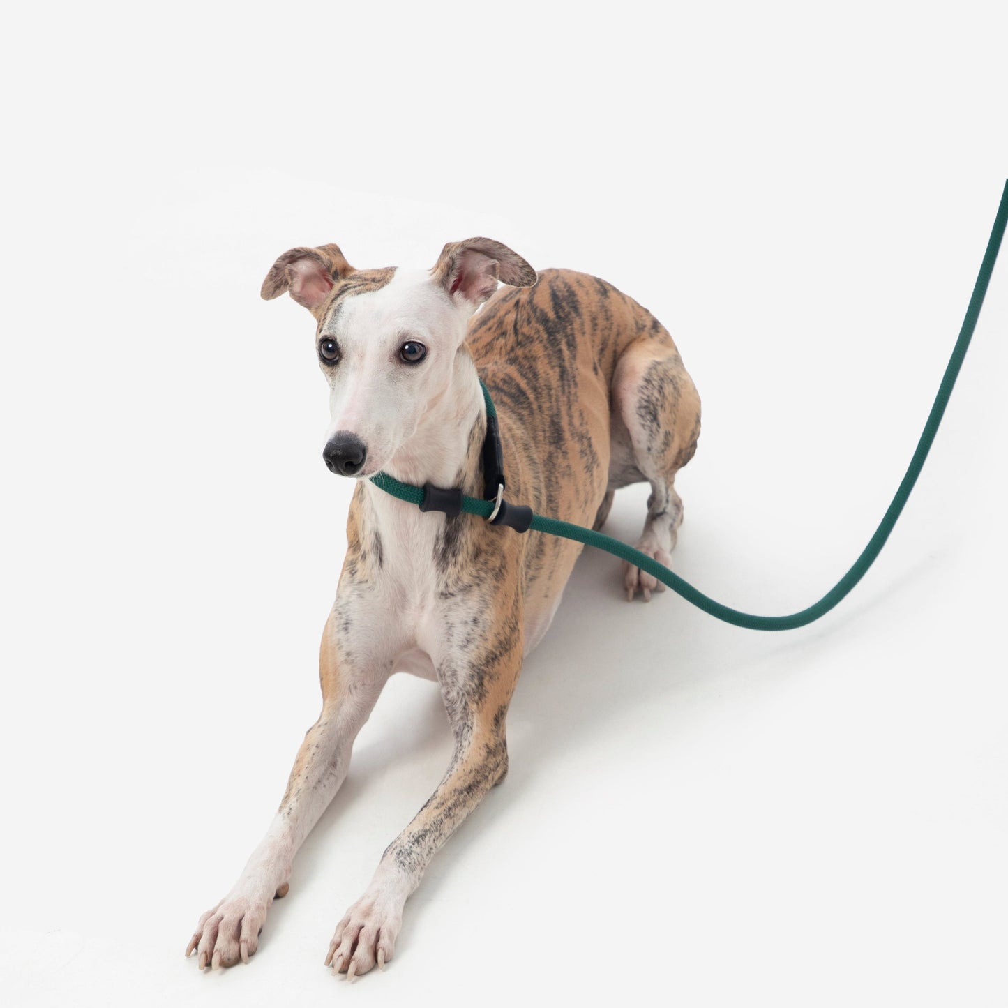 BOBO Series Leather Handle Integrated One Piece Dog Training P Rope [Turquoise Green]