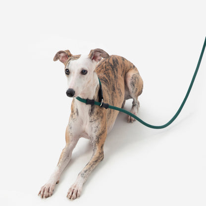 BOBO Series Leather Handle Integrated One Piece Dog Training P Rope [Turquoise Green]