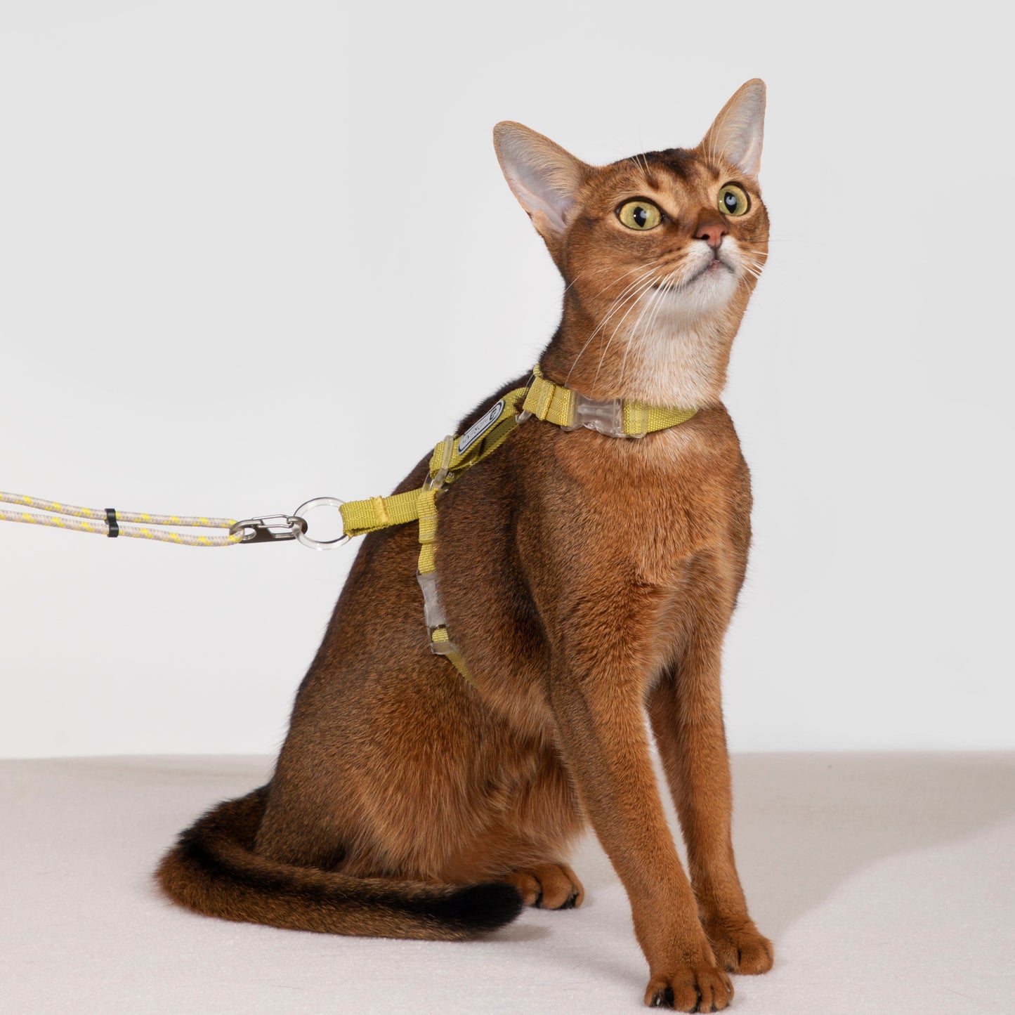 BOBO Series Freedom Exploration Cat H-Shape Harness and Leash Set [Pomelo Yellow]