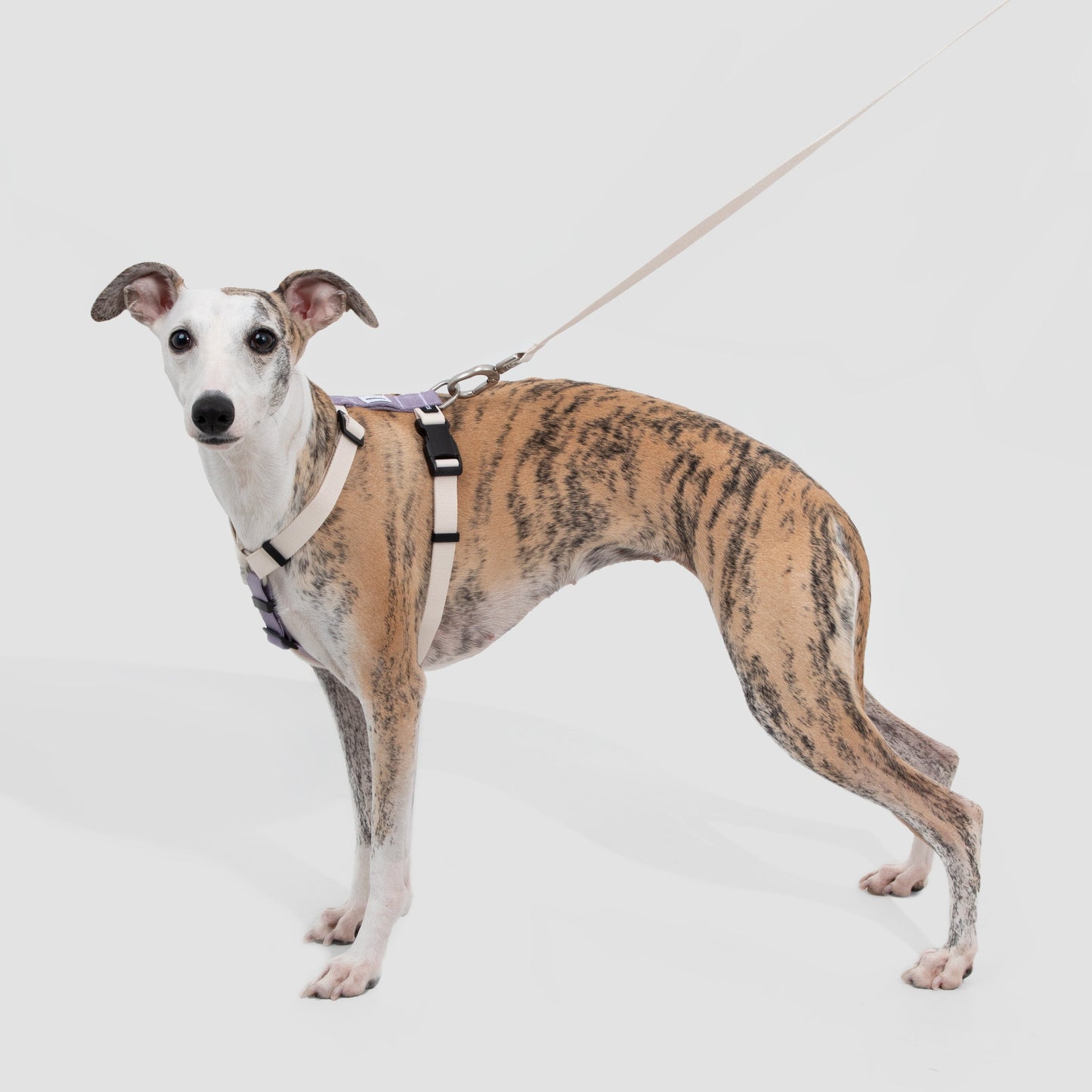 Valley Series Dog H-shaped Harness & Leash Set [Milk Brown with Purple]