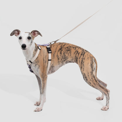 Valley Series Dog H-shaped Harness & Leash Set [Milk Brown with Purple]
