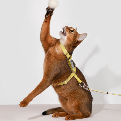 BOBO Series Freedom Exploration Cat H-Shape Harness and Leash Set [Pomelo Yellow]
