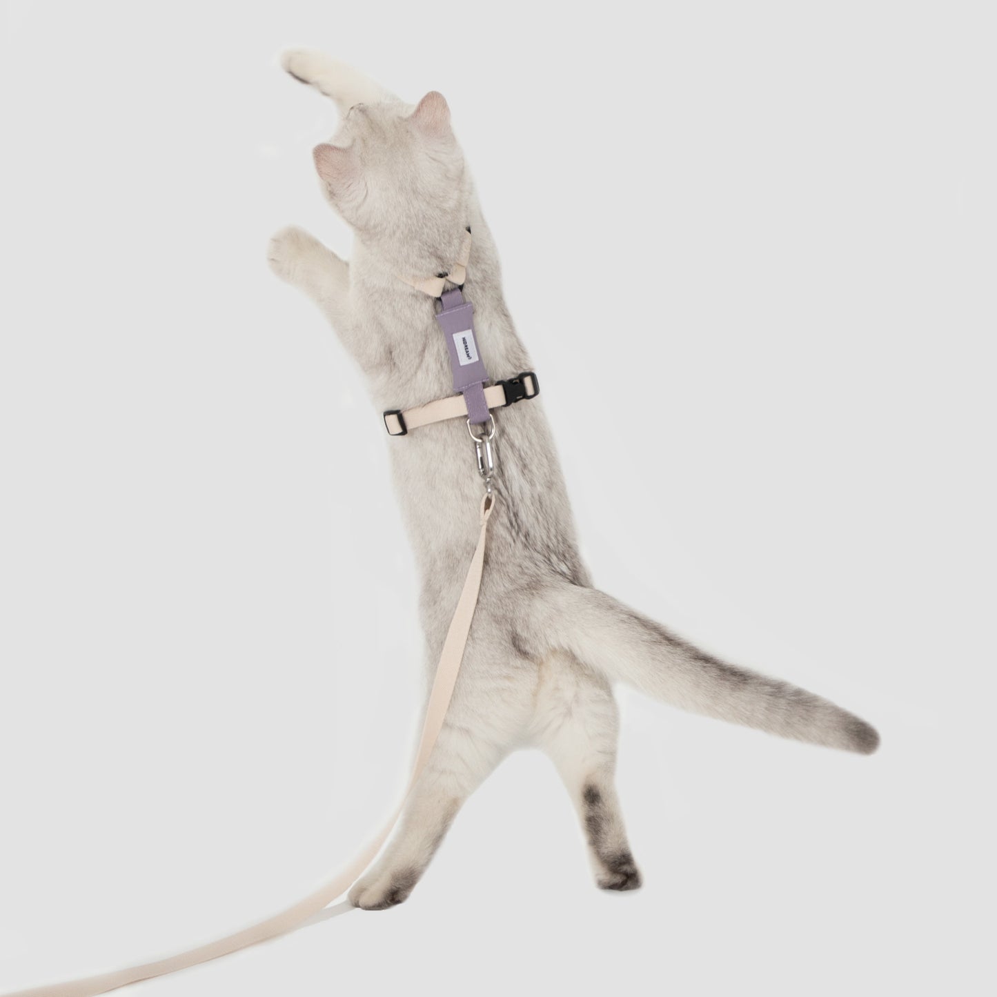 Valley Series Cat H-Shape Harness and Leash Set [Milk Brown with Purple]