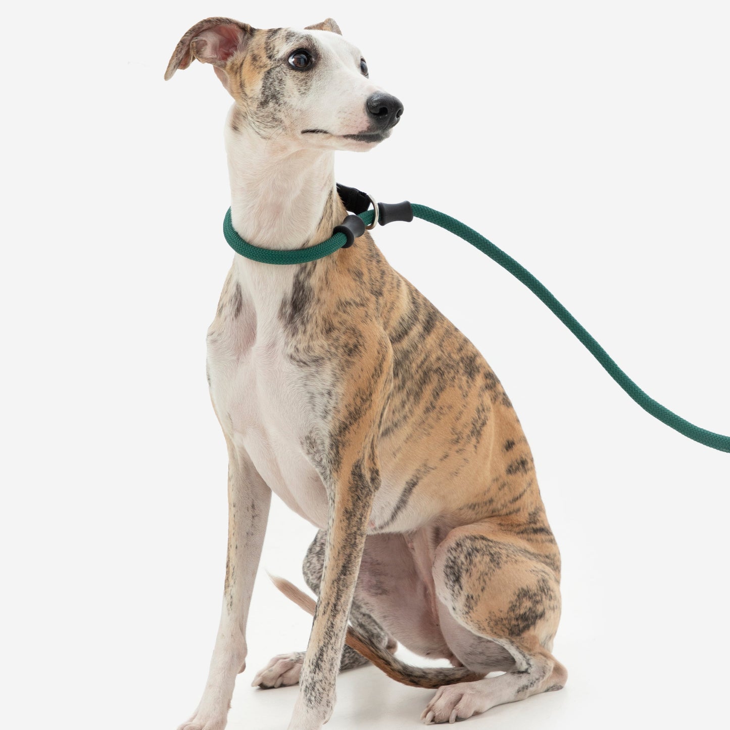BOBO Series Leather Handle Integrated One Piece Dog Training P Rope [Turquoise Green]
