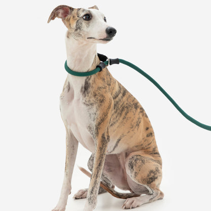 BOBO Series Leather Handle Integrated One Piece Dog Training P Rope [Turquoise Green]