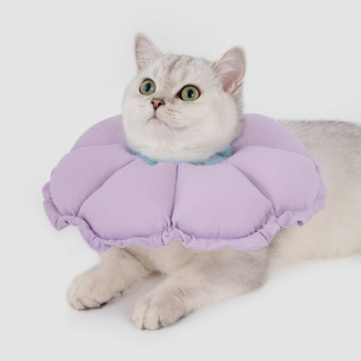 Flower Shaped Elizabeth Collar for Dog & Cat [Wisteria Purple]