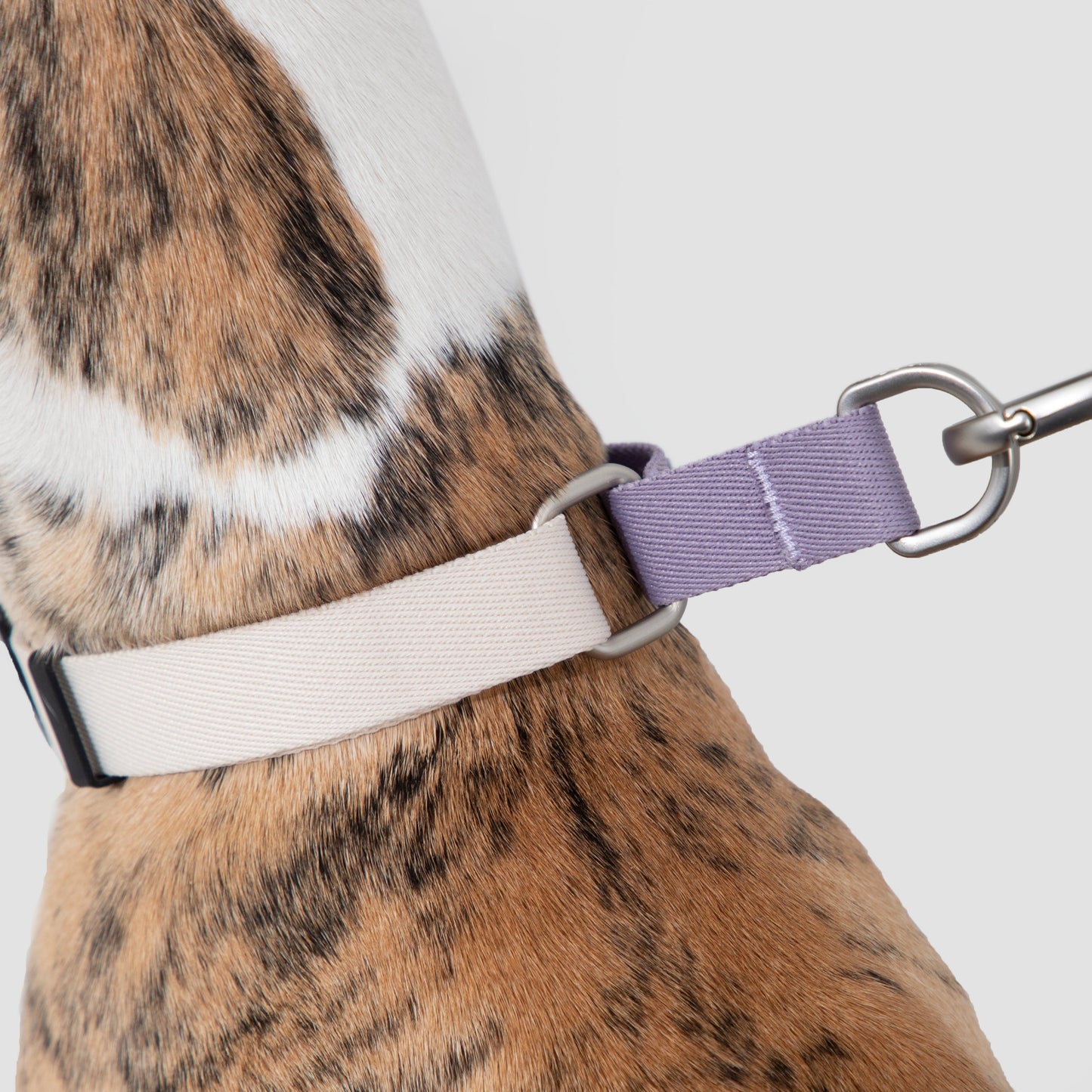 Valley Series Dog Half P-chain Training Collar [Milk Purple]