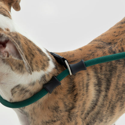 BOBO Series Leather Handle Integrated One Piece Dog Training P Rope [Turquoise Green]