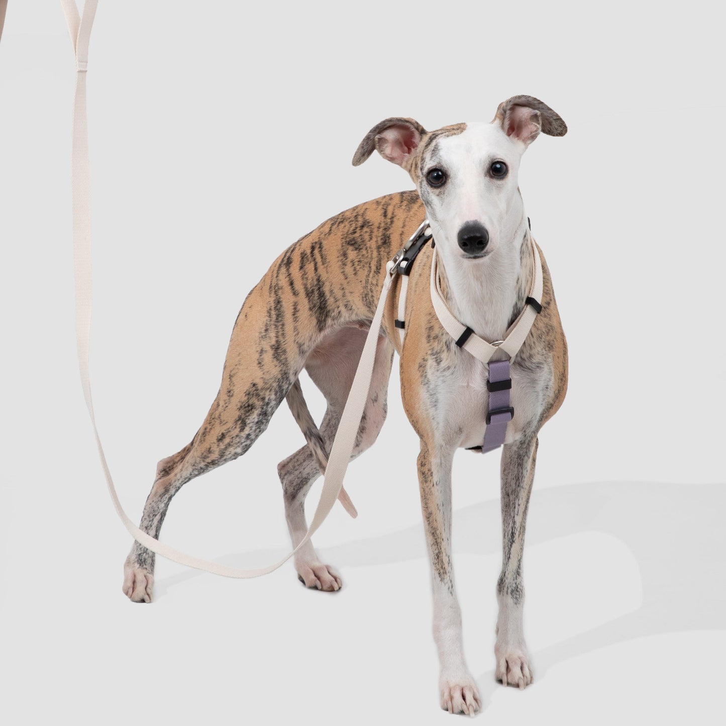 Valley Series Dog H-shaped Harness & Leash Set [Milk Brown with Purple]