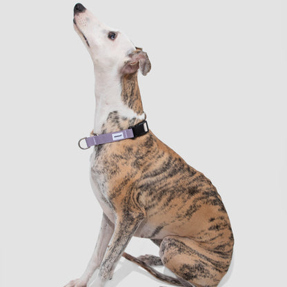 Valley Series Dog Half P-chain Training Collar [Milk Purple]