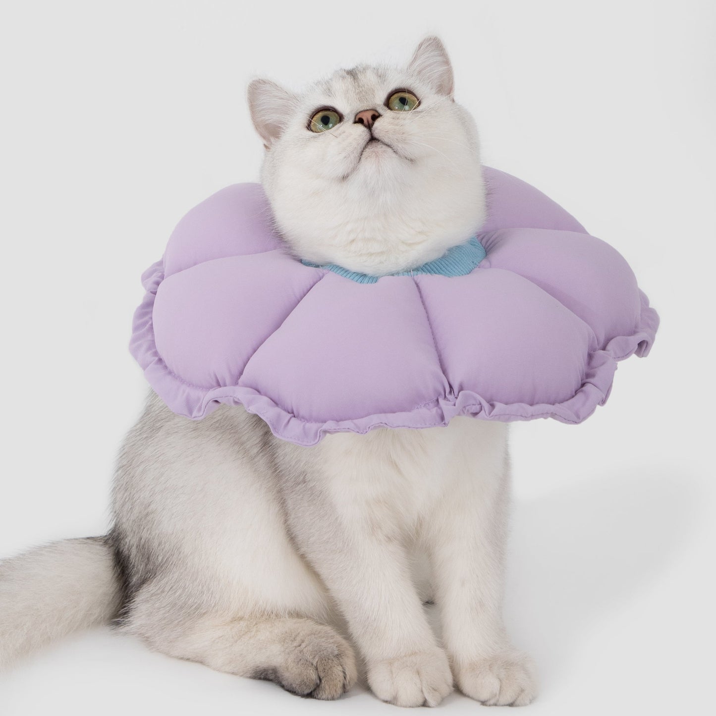 Flower Shaped Elizabeth Collar for Dog & Cat [Wisteria Purple]