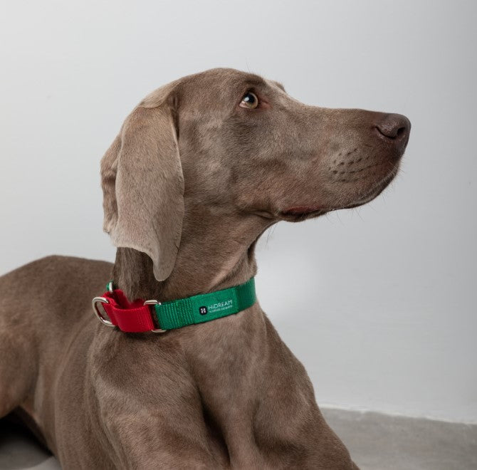 Rainbow Series Color-Blocking Cushioned Collar [Green & Red]