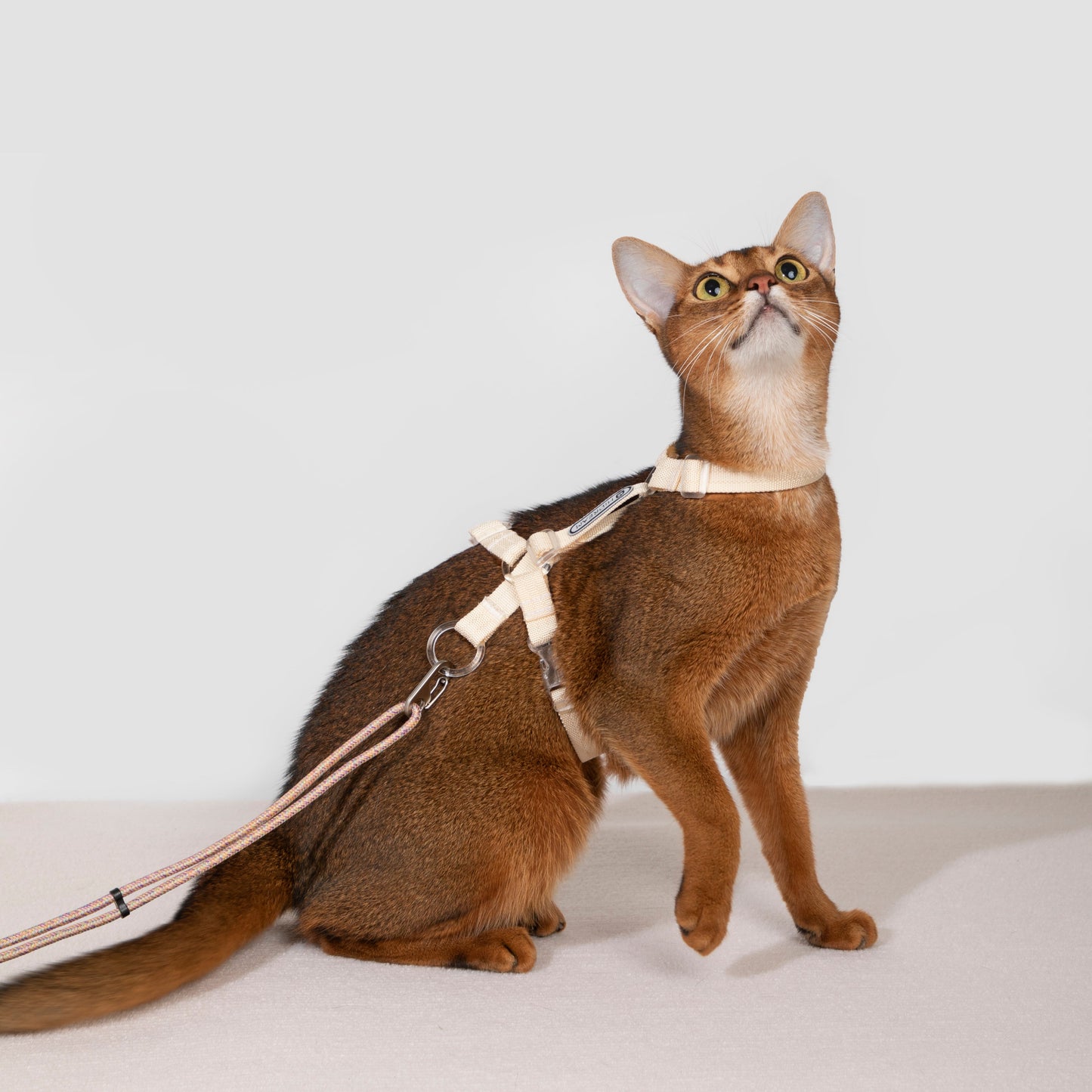 BOBO Series Freedom Exploration Cat H-Shape Harness and Leash Set [Camellia White]