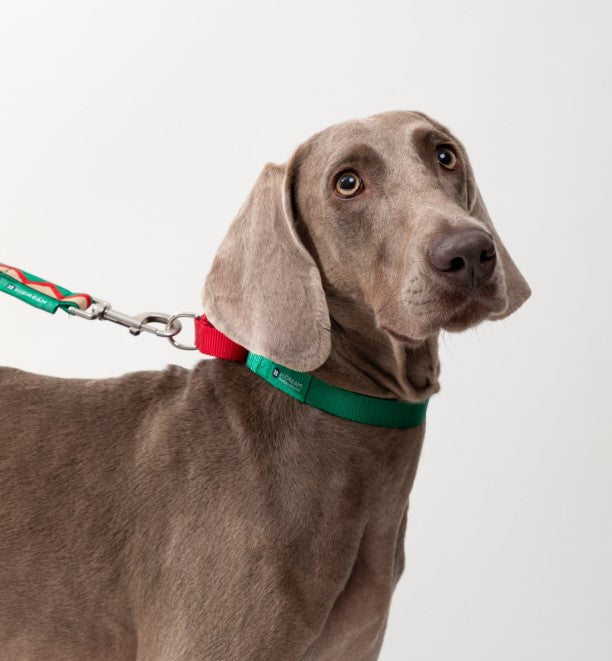Rainbow Series Color-Blocking Cushioned Collar [Green & Red]