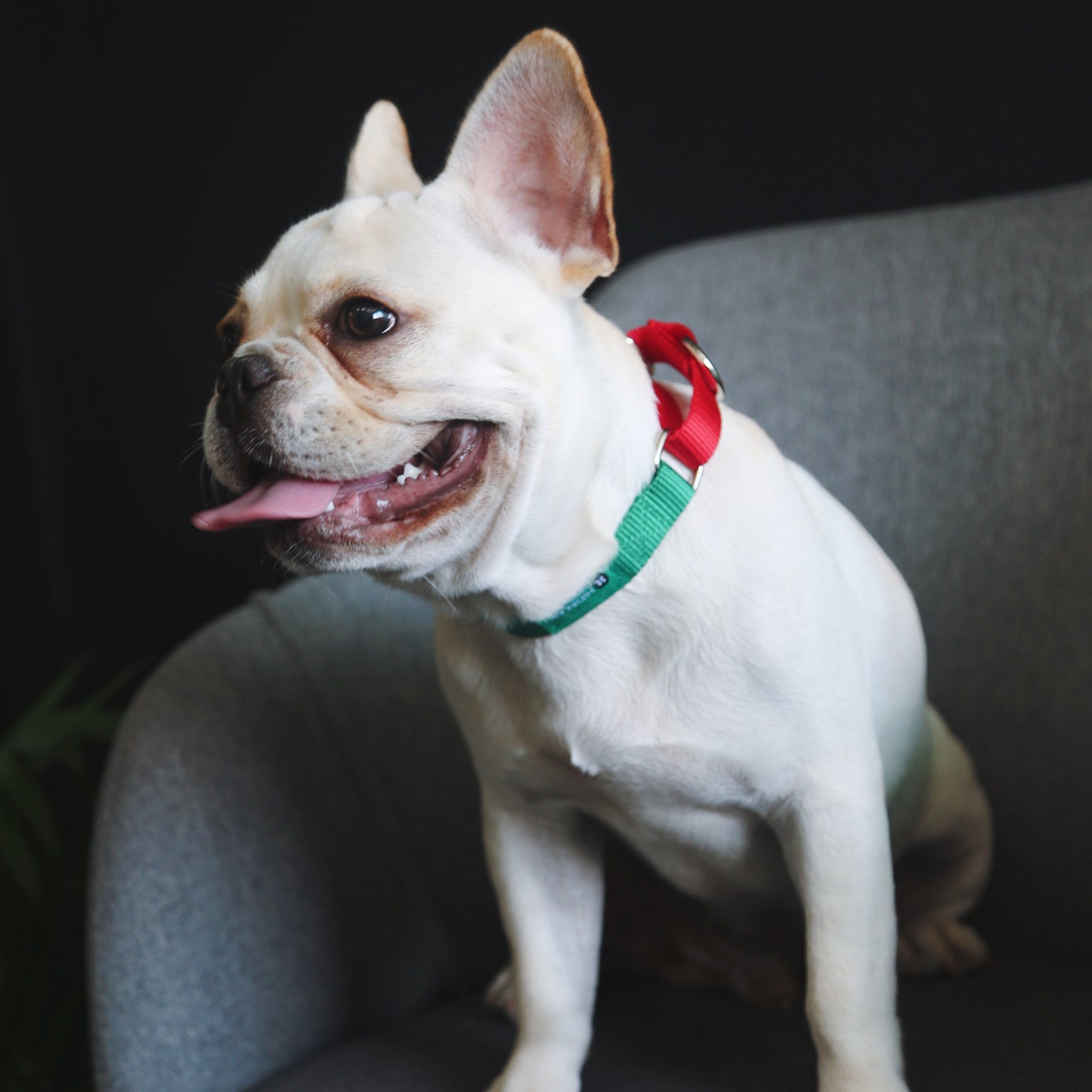Rainbow Series Color-Blocking Cushioned Collar [Green & Red]