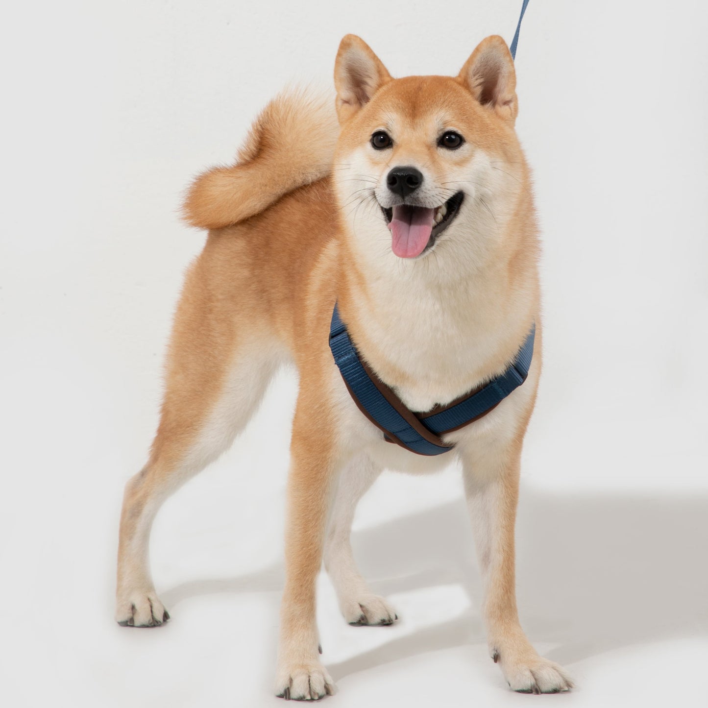 BOBO Series Leather X-shape Dog Harness [Cloud Mountain Blue]