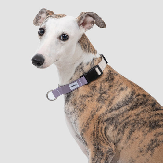 Valley Series Dog Half P-chain Training Collar [Milk Purple]