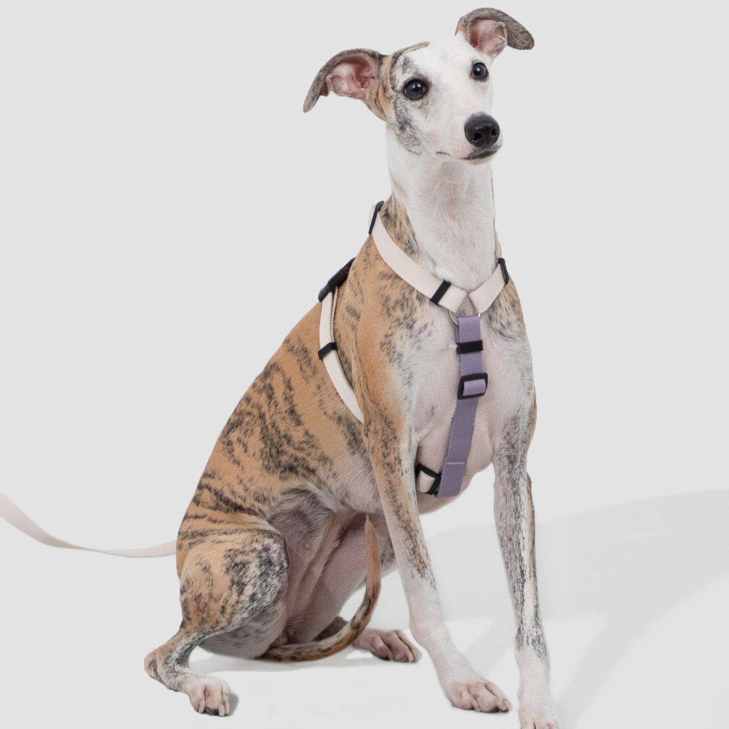 Valley Series Dog H-shaped Harness & Leash Set [Milk Brown with Purple]