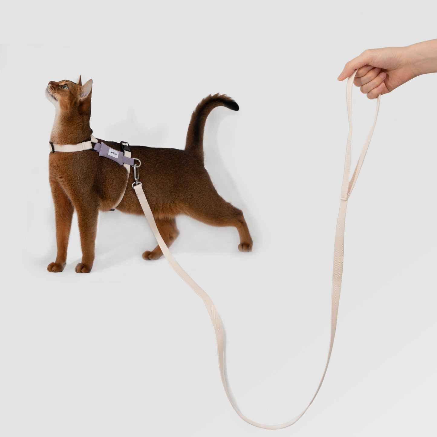 Valley Series Cat H-Shape Harness and Leash Set [Milk Brown with Purple]