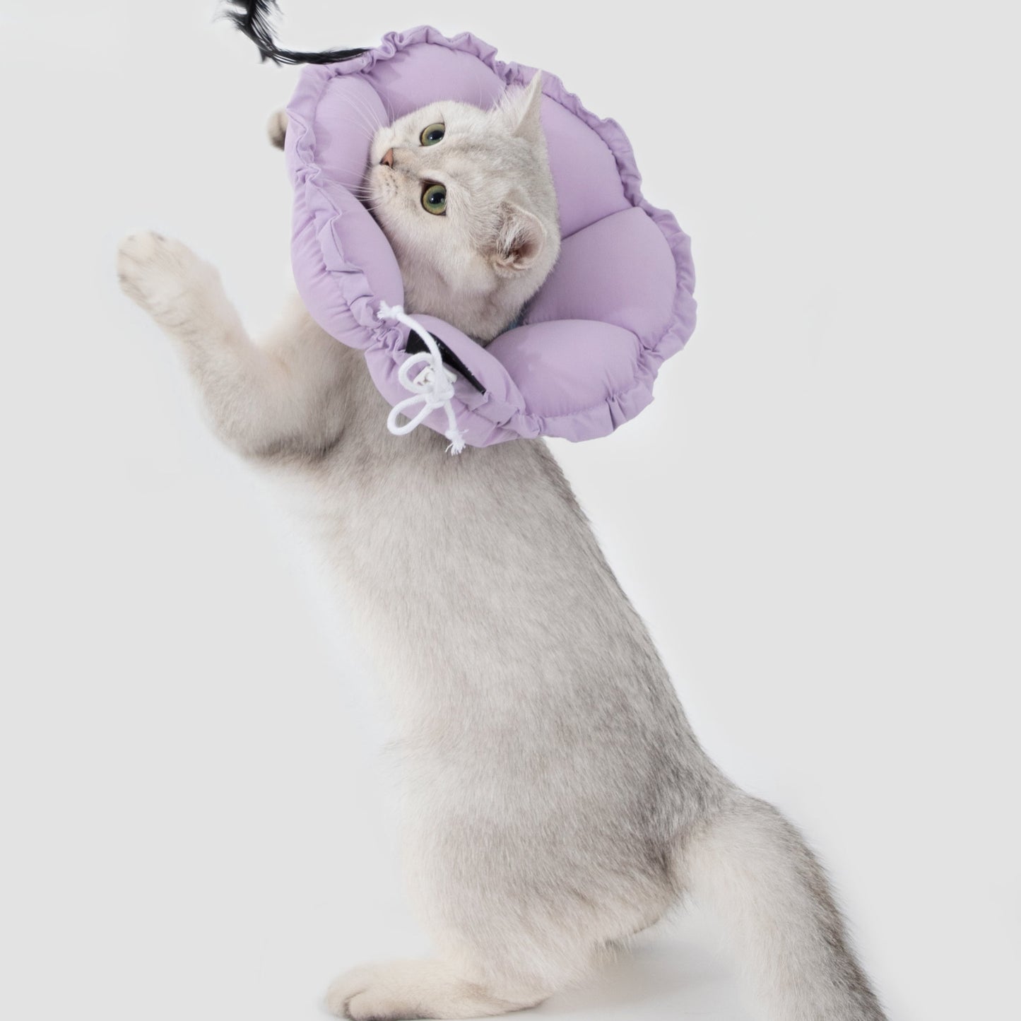 Flower Shaped Elizabeth Collar for Dog & Cat [Wisteria Purple]