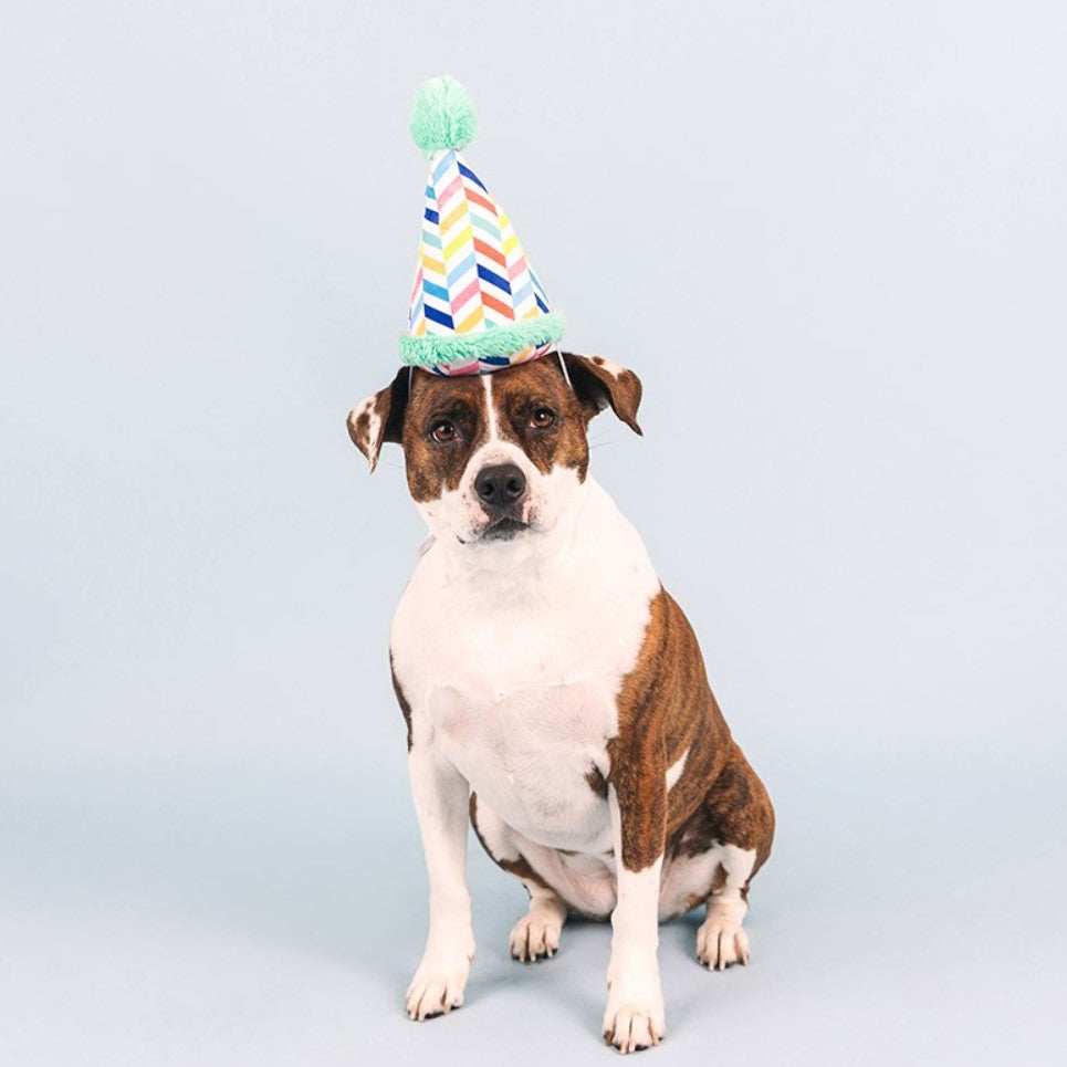 🎂 Barkday Party Hat Plush Dog Toy [Light Blue]