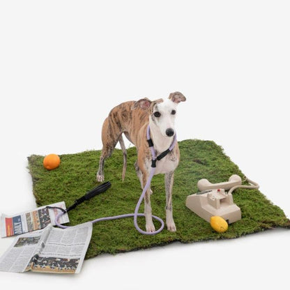 BOBO Series Leather Handle Integrated One Piece Dog Training P Rope [Bellflower Purple]