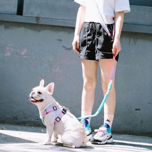 Colorful Pro Series Multipurpose Buffer Dog Leash [Bobby]