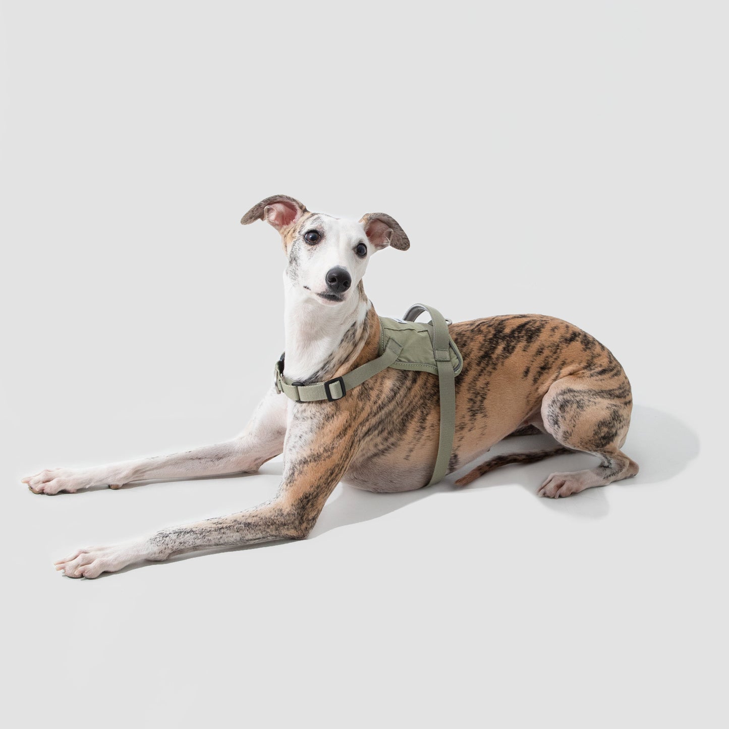 Valley Series Quick Fit No-Pull Dog Harness [Olive Green]