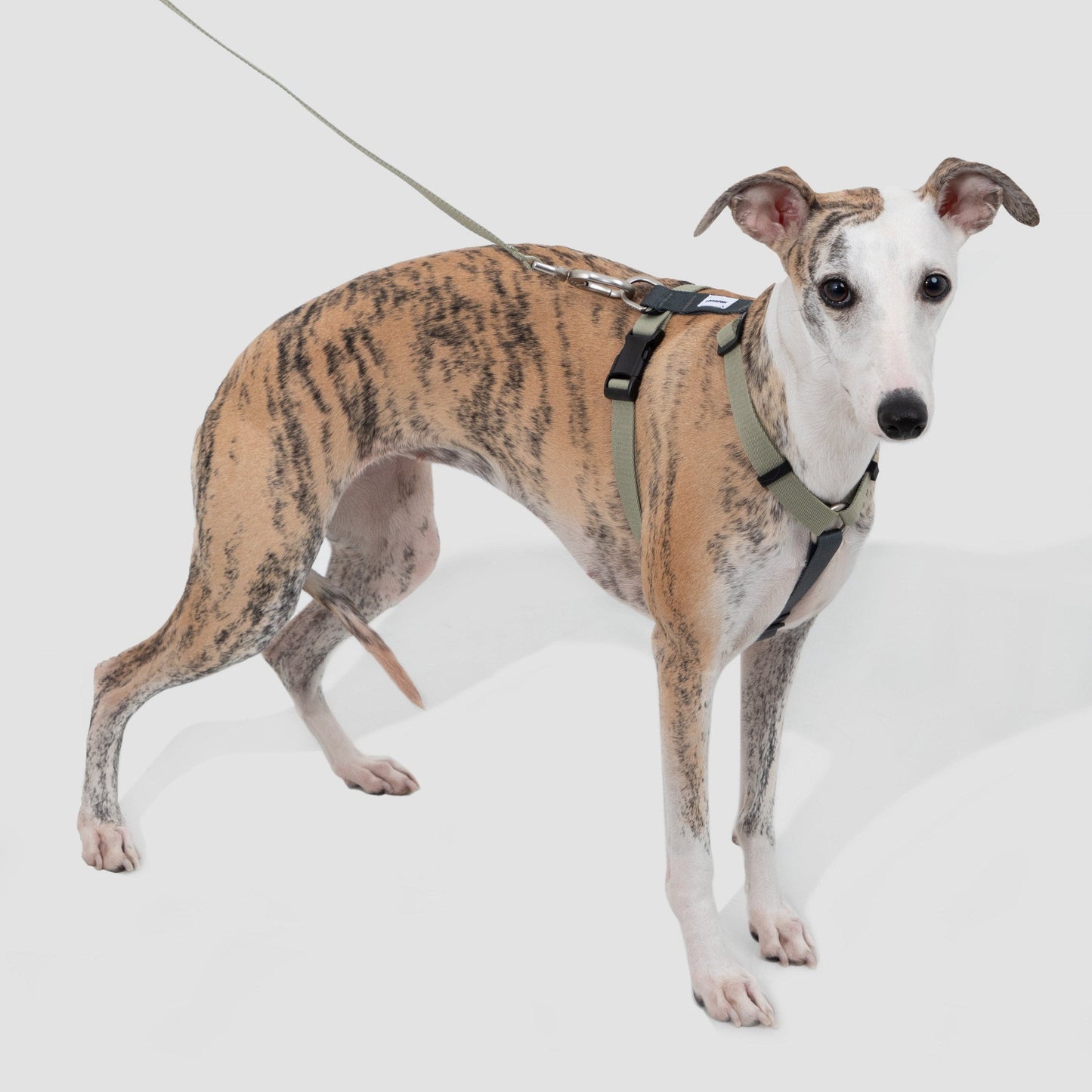 Valley Series Dog H-shaped Harness & Leash Set [Green with Gray]