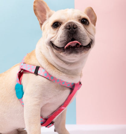 Colorful Series Y-Shaped Harness [Bobby]
