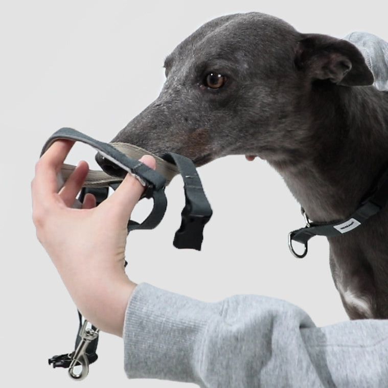 Valley Series Anti-Pulling Dog Muzzle [Buckwheat Grey]