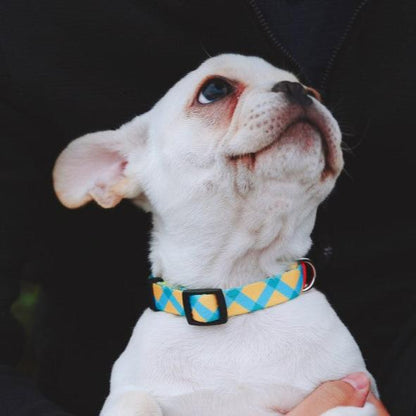 Colorful Series Dog Collar [Sunrise]