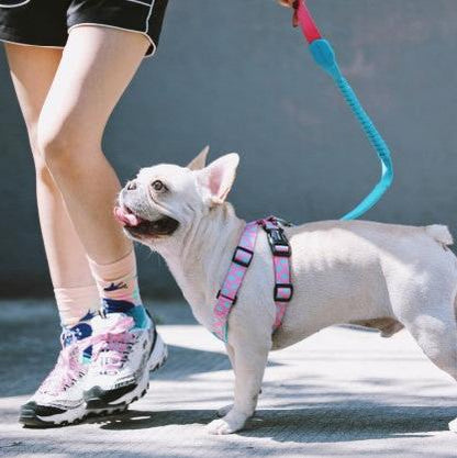 Colorful Pro Series Multipurpose Buffer Dog Leash [Bobby]