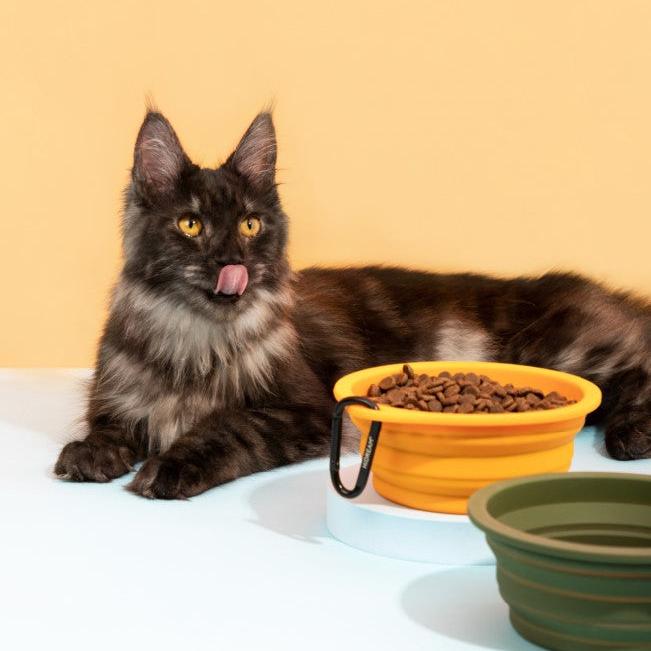 Collapsible Dog & Cat Travel Bowl with Carabiner [Dark Green]