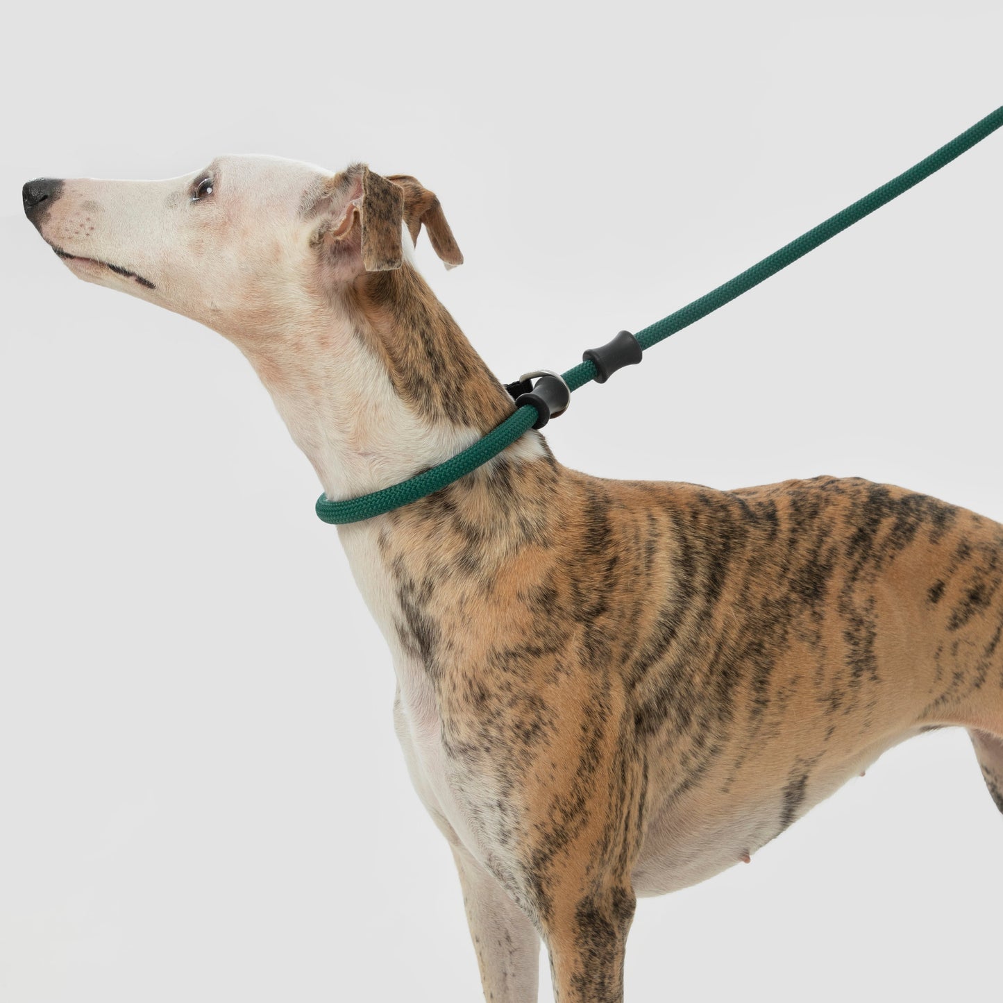 BOBO Series Leather Handle Integrated One Piece Dog Training P Rope [Turquoise Green]