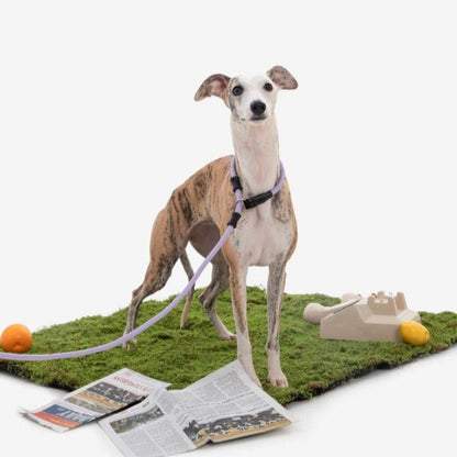 BOBO Series Leather Handle Integrated One Piece Dog Training P Rope [Bellflower Purple]