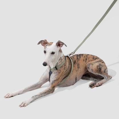 Valley Series Dog H-shaped Harness & Leash Set [Green with Gray]