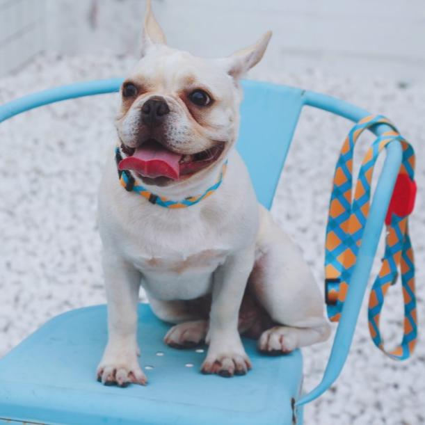 Colorful Series Dog Collar [Sunrise]